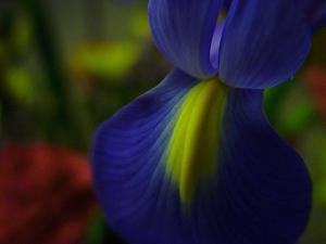 Purple yellow Iris