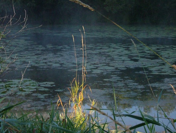 Pond photo - Shoreview, MN