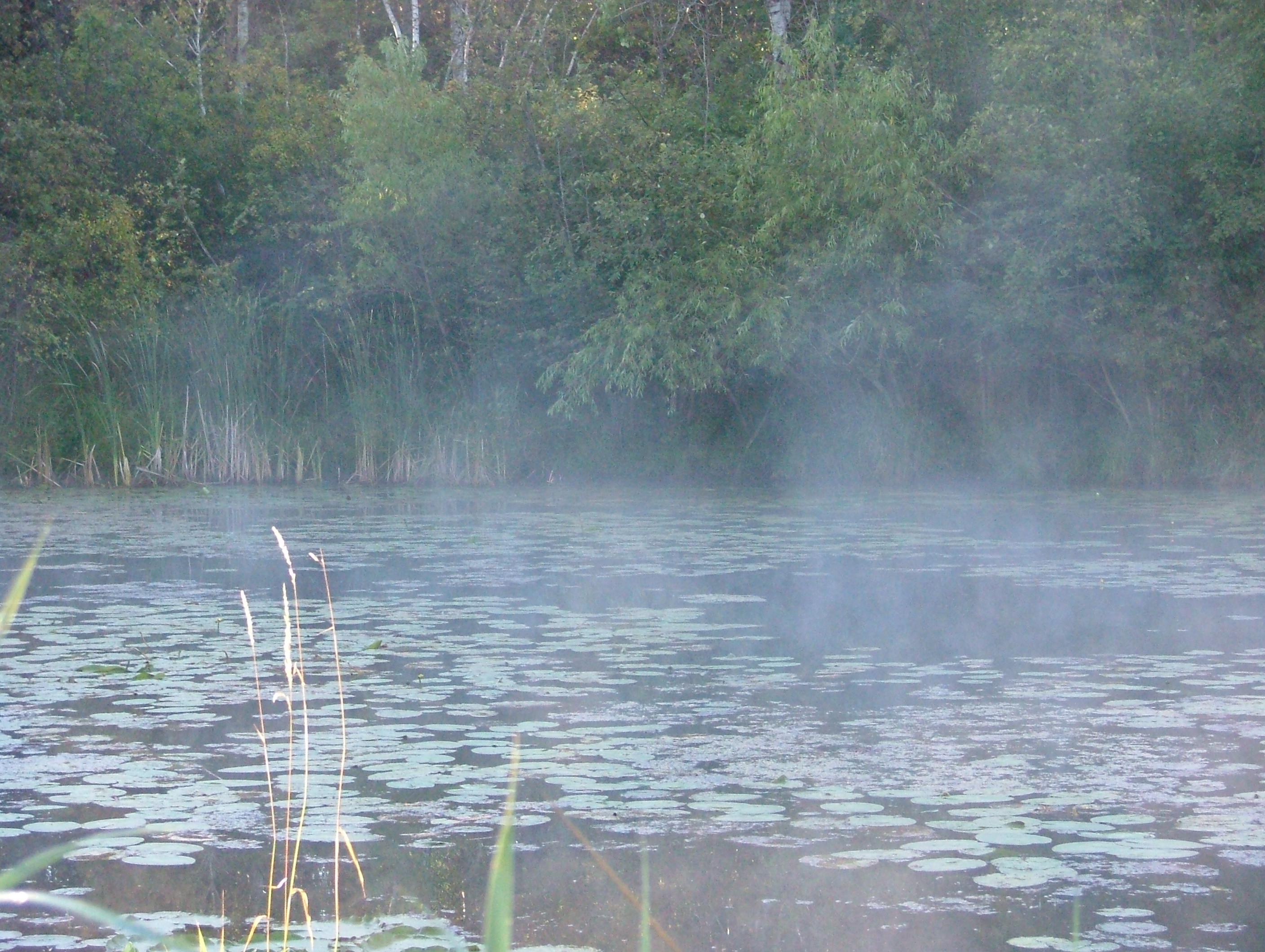 Pond with morning mist evaporating