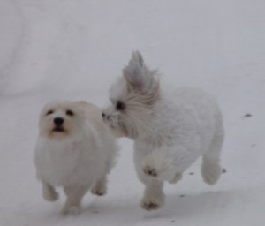 running in snow floppy ears both dogs0000136