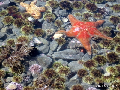 Tidepool (400x300)