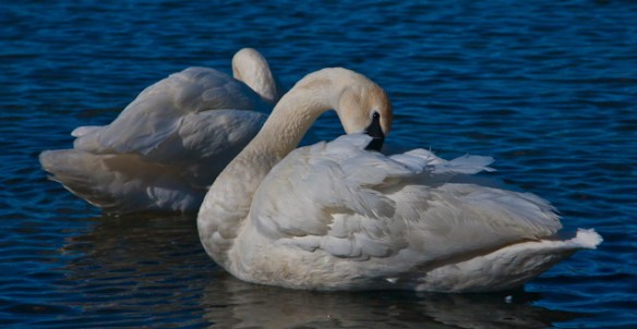 Trumpeter Swans, Hudson, WI