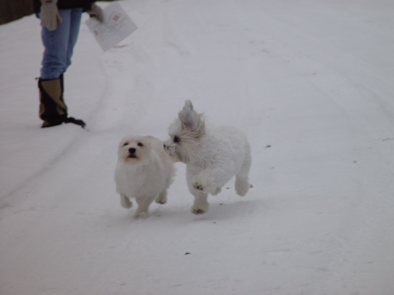 Maggie and Sebastian playing in the snow.