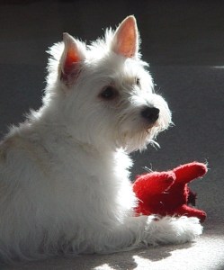 Maggie with red toy
