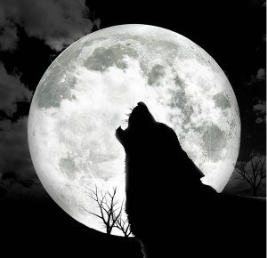 Howling at the Moon