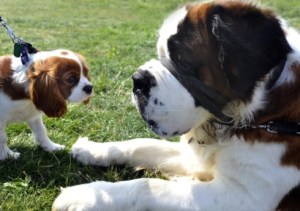 Pyrenees-Saint  Bernard and Cavalier King Charles Spaniel