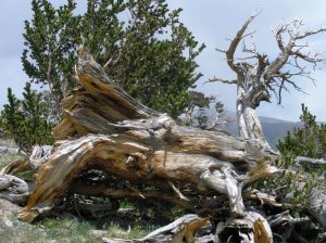 Bristlecone Pines photo