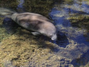 Manatee at Blue Spring