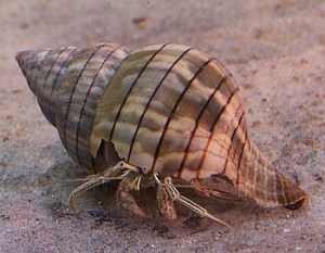Hermit Crab crawling into abaondoned snail shell