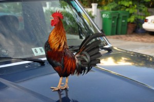 Key West Rooster on car hood