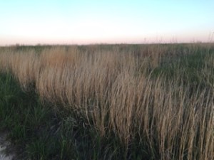Prairie grassland, Photo by Kay Stewart
