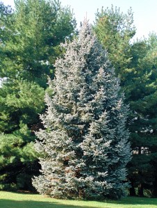 white-spruce-ap