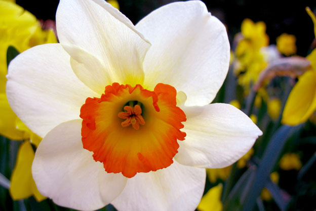 narcissus-flower