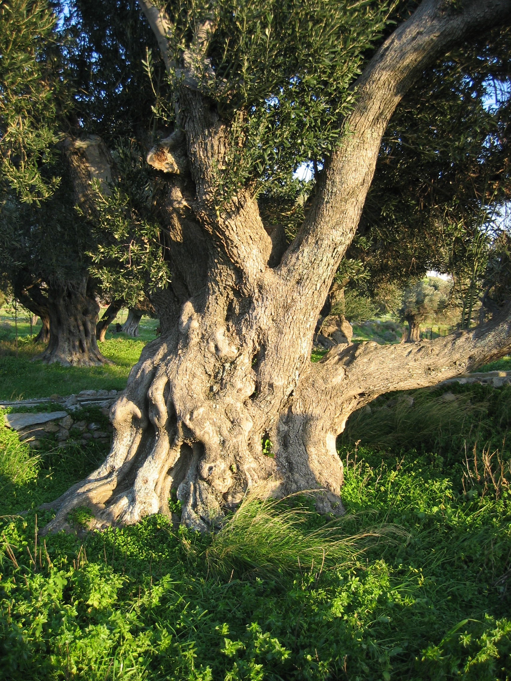 Old_olive_tree_in_Karystos,_Euboia,_Greece