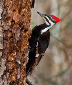 Pileated_Woodpecker_(9597212081),_crop