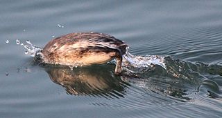 phphoto of Eared Grebe diving