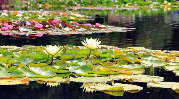 picture of Lily pads